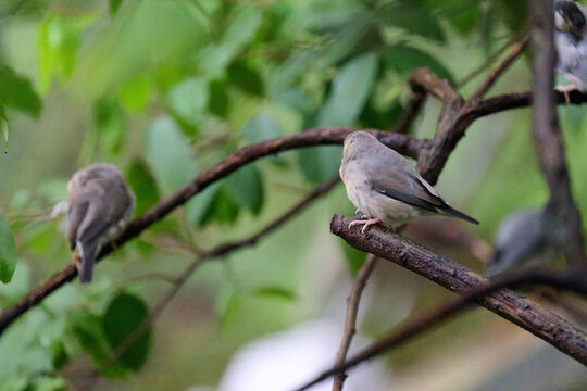 Japanese Tit (Parus minor) perched on a branch amid lush green foliage in Hong Kong. Small songbird with black cap and white cheeks in natural subtropical habitat.
