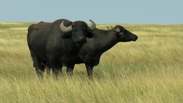A pair of Water Buffalo (Bubalus bubalis)  against the backdrop of wind-blown steppe.