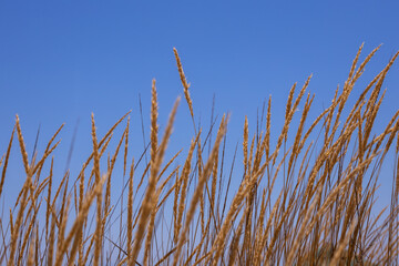 The Golden grass swaying at sunset by sea and mountains