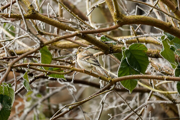 Fluffy sparrow bird (Passer domesticus) perching on frosty branch with thick feather coat for the cold winter morning