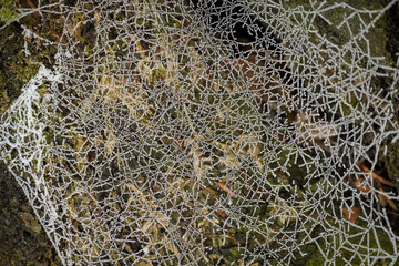 Detailed spider web with water droplets making a nice Halloween themed natural pattern, spider web-designer