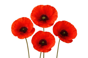 Fototapeta premium Vibrant red poppies blossoming delicately, showcasing natural elegance against soft transparent backdrop