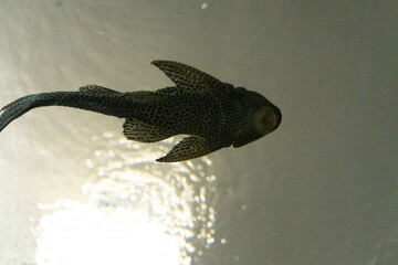 Fish and snakes displayed in separate enclosures at the zoo, showcasing aquatic and reptile species