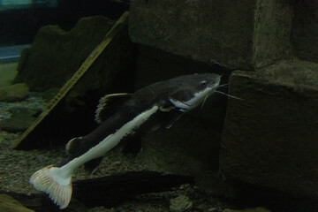 Fish and snakes displayed in separate enclosures at the zoo, showcasing aquatic and reptile species