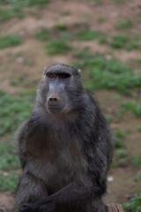 Mother baboon carrying her baby, highlighting the bond between primates