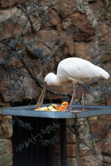 Various birds from different habitats coexisting in a vibrant outdoor environment.