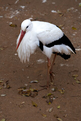 Various birds from different habitats coexisting in a vibrant outdoor environment.