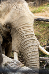 Close-up of an elephant’s face showing textured skin and long tusks in natural habitat.