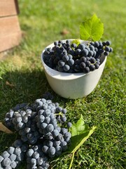 grapes in a bowl