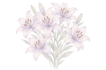 Obraz premium Watercolor painting featuring a bouquet of elegant white lilies, beautifully isolated against a transparent background for a serene effect