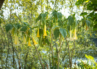 Angel's trumpet tree or Brugmansia in full bloom