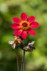 Red Dahlia flower ’Happy Days Scarlet’