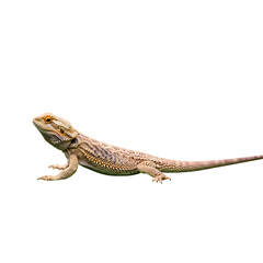 Obraz premium Bearded dragon lizard reptile pet isolated on transparent background