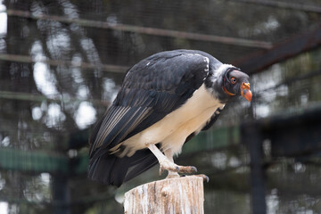 Various birds from different habitats coexisting in a vibrant outdoor environment.