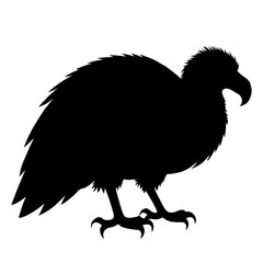 vulture isolated on white background