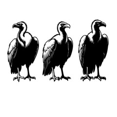 vector illustration of a cartoon birds