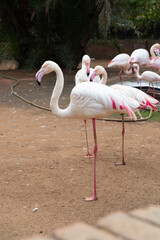 Flamingo standing in its pride stunning 