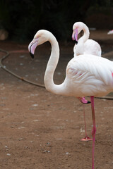 Flamingo standing in its pride stunning 