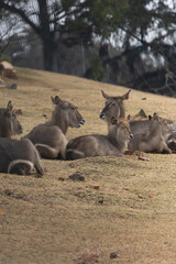 Portrait of a solitary buck staring into the distance in a dry bushveld landscape