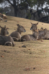 Portrait of a solitary buck staring into the distance in a dry bushveld landscape