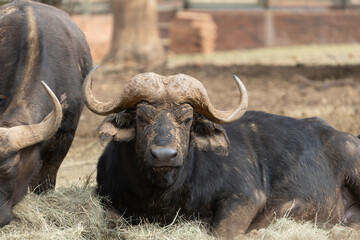 Buffalo in the zoo standing with pride 