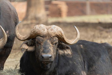 Naklejka premium Buffalo in the zoo standing with pride 