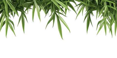 Fototapeta premium Hanging Spider Plant Isolated