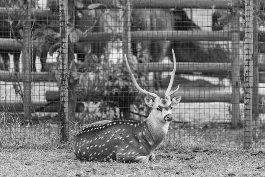 Portrait of a solitary buck staring into the distance in a dry bushveld landscape