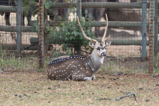 Portrait of a solitary buck staring into the distance in a dry bushveld landscape