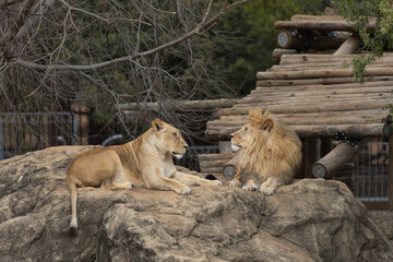 Naklejka premium Powerful predators of the wild — a majestic lion and a fierce tiger captured in their natural strength and grace.