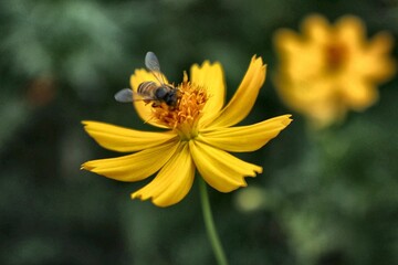 Bee Pollinating Yellow Cosmos Flower in Natural Garden Close-up Macro Shot