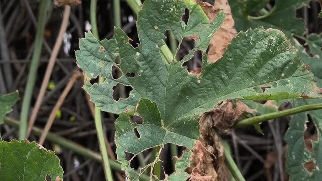 green leaves with holes. leaves eaten by caterpillars. diseased leaves. plant affected by disease diseases and pests on plants.
