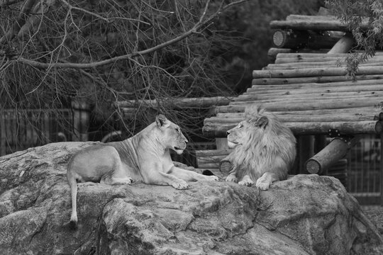 Powerful predators of the wild &mdash; a majestic lion and a fierce tiger captured in their natural strength and grace."