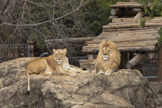 Powerful predators of the wild &mdash; a majestic lion and a fierce tiger captured in their natural strength and grace."