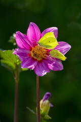 Two male common brimstone butterflies - Gonepteryx rhamni -  on pink Dahlia flower closeup