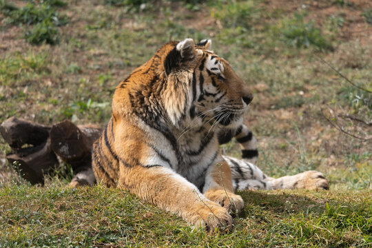 Powerful predators of the wild &mdash; a majestic lion and a fierce tiger captured in their natural strength and grace."