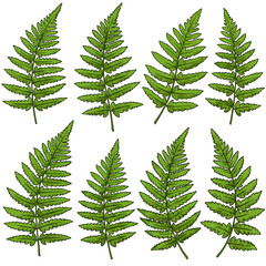 Obraz premium Healthy Green Fern Leaves Set Fresh Natural Botanical Design