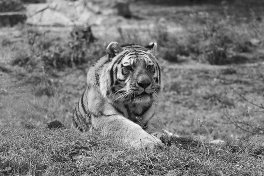 Powerful predators of the wild &mdash; a majestic lion and a fierce tiger captured in their natural strength and grace."