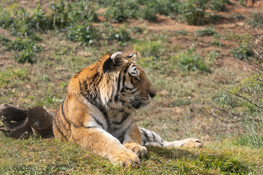 Powerful predators of the wild &mdash; a majestic lion and a fierce tiger captured in their natural strength and grace."