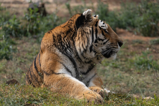Powerful predators of the wild &mdash; a majestic lion and a fierce tiger captured in their natural strength and grace."
