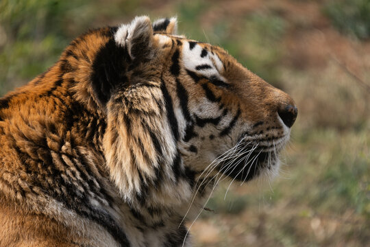 Powerful predators of the wild &mdash; a majestic lion and a fierce tiger captured in their natural strength and grace.