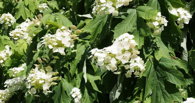 (Hydrangea quercifolia) Eichen-Hortensie Strauch mit aufrechten St&auml;ngeln, die gro&szlig;e, kegelf&ouml;rmige Rispen mit wei&szlig;en Bl&uuml;ten und attraktives, tief gelapptes, dunkelgr&uuml;nes Laub tragen.
