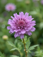 Scabiosa flower background