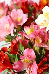 alstroemeria flowers