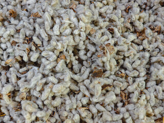 Raw Mulberry Seeds with Pulp and Fiber