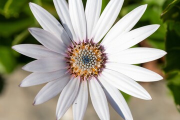 Obraz premium Close up of a white African daisy (osteospermum) flower
