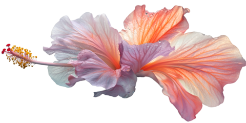 Hibiscus Flower in Bloom Isolated