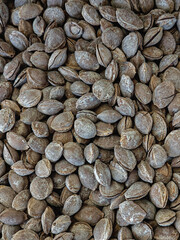 Lightly Salted Apricot Seeds in Shells — Natural Texture Background