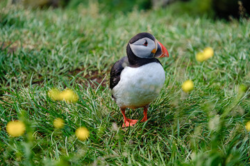 Colorful puffin perched on green grass amid wildflowers in Icelands stunning landscape