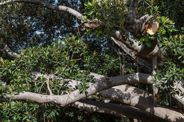 Gros plan sur un ficus macrophylla